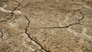 Close-up view of dry, cracked earth texture with intricate patterns.